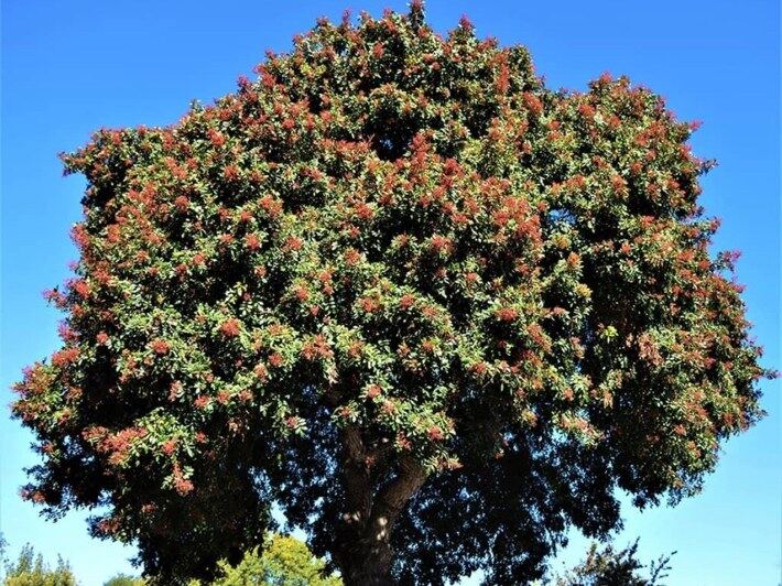 Brazilian Pepper Tree (Schinus terebinthifolia) reference photograph