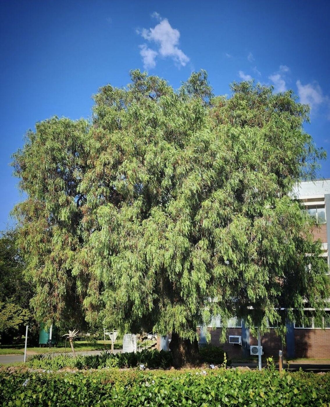 California / Peruvian Pepper Tree (Schinus molle) reference photograph