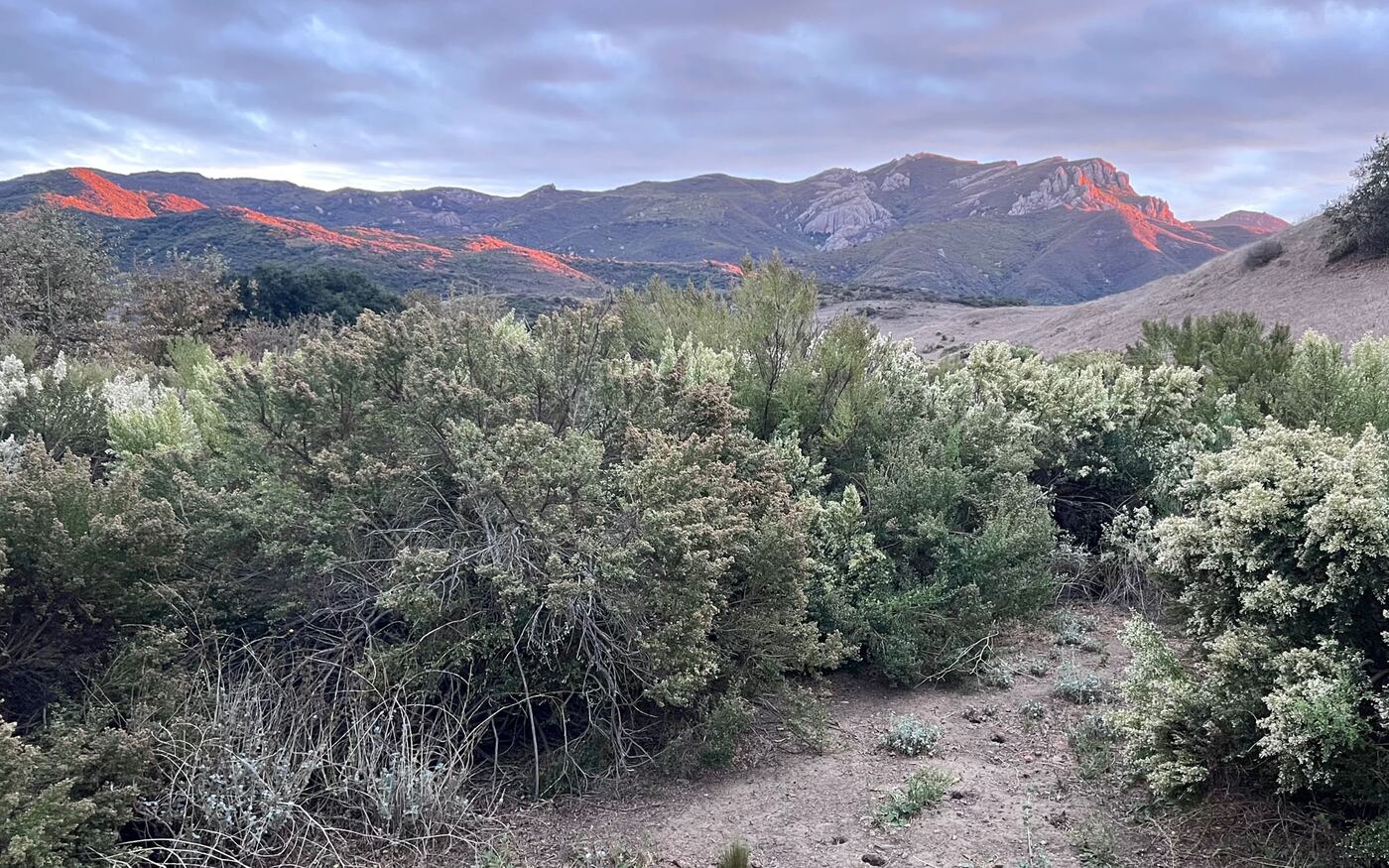 Coyote Brush (Baccharis pilularis) reference photograph