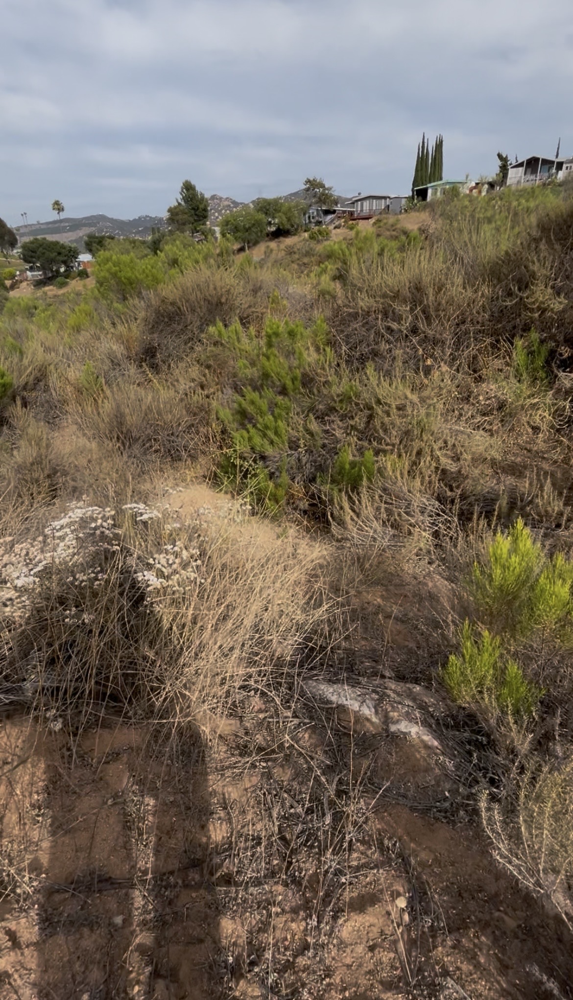 Dense dry brush and regrowth on a steep San Diego County residential hillside