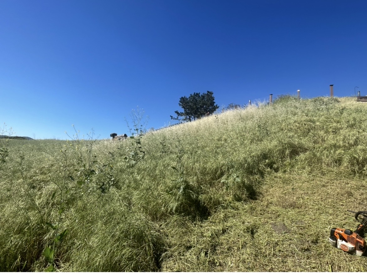 TerraFuego brush-cutting work in progress on a steep overgrown San Diego County hillside