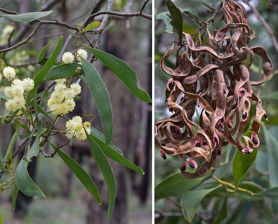 Acacia reference photograph