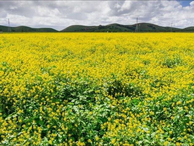 Black Mustard reference photograph