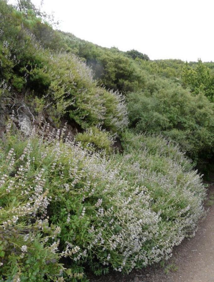 Black Sage reference photograph