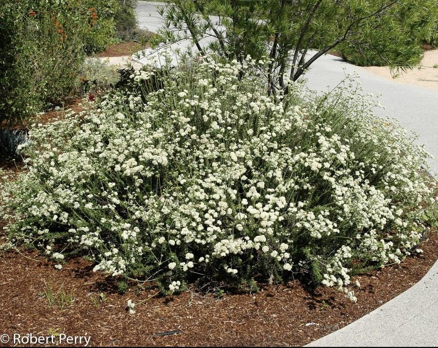 California Buckwheat reference photograph