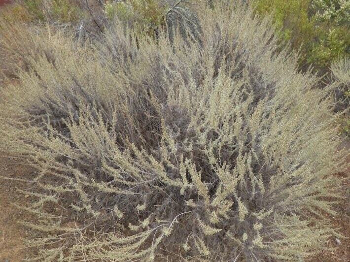California Sagebrush reference photograph