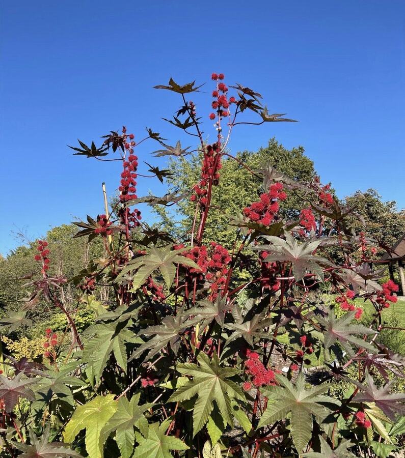 Castor Bean reference photograph