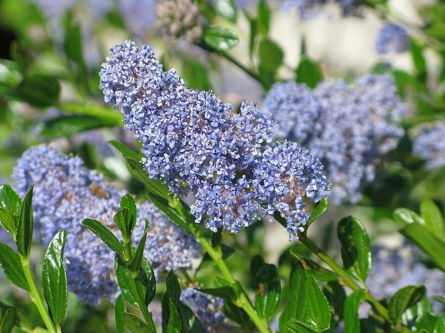 Ceanothus / California Lilac reference photograph