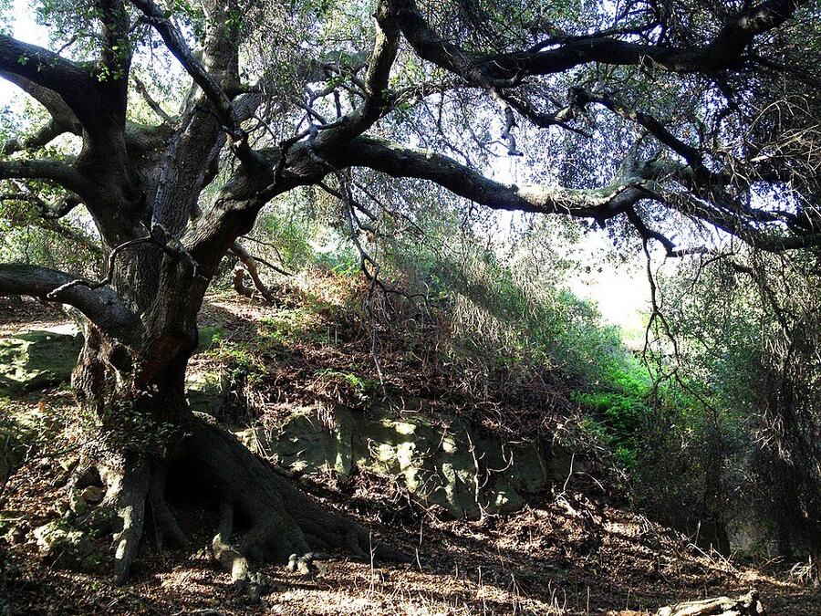 Coast Live Oak reference photograph