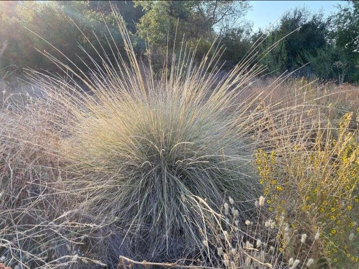 Deer Grass reference photograph