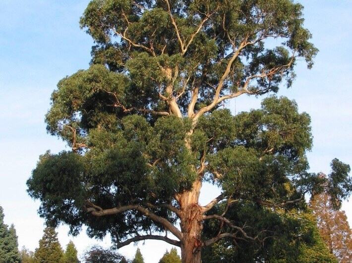 Eucalyptus reference photograph