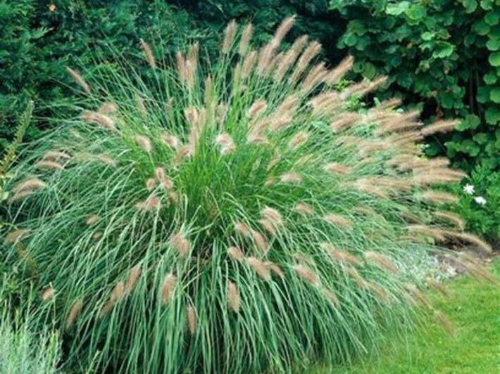 Fountain Grass reference photograph