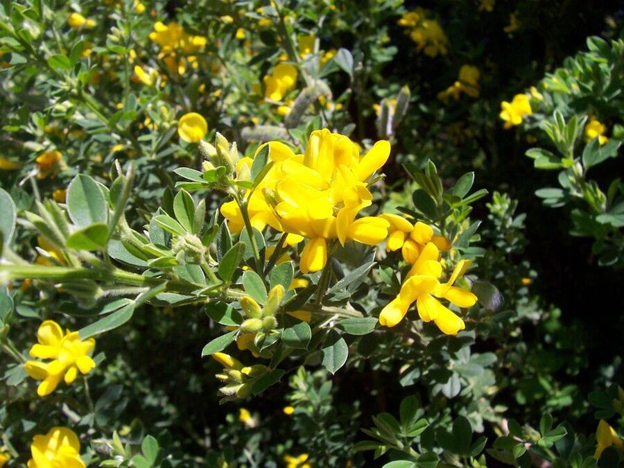 French Broom reference photograph