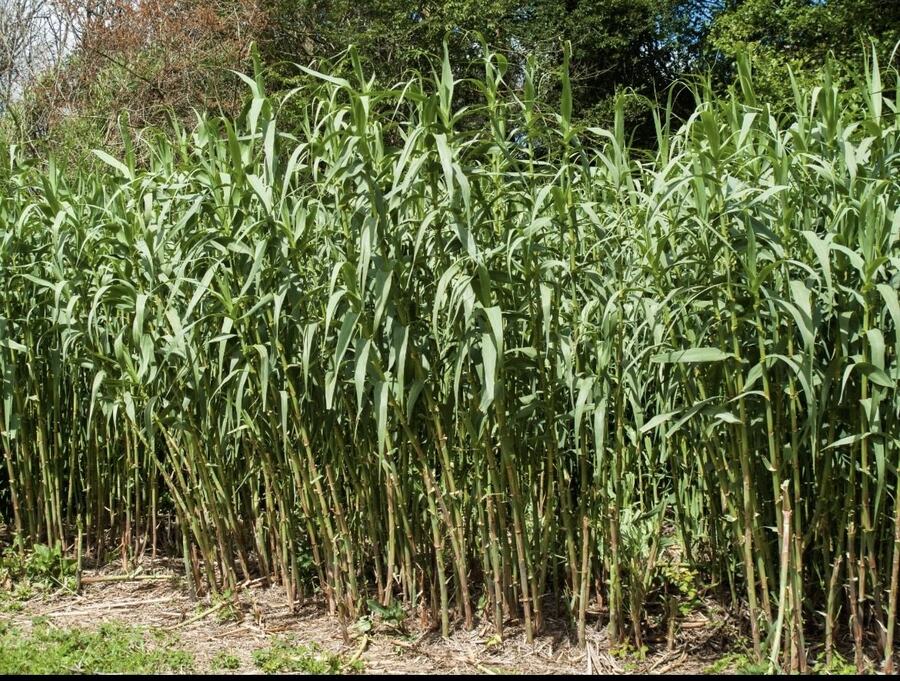 Giant Reed / Arundo reference photograph