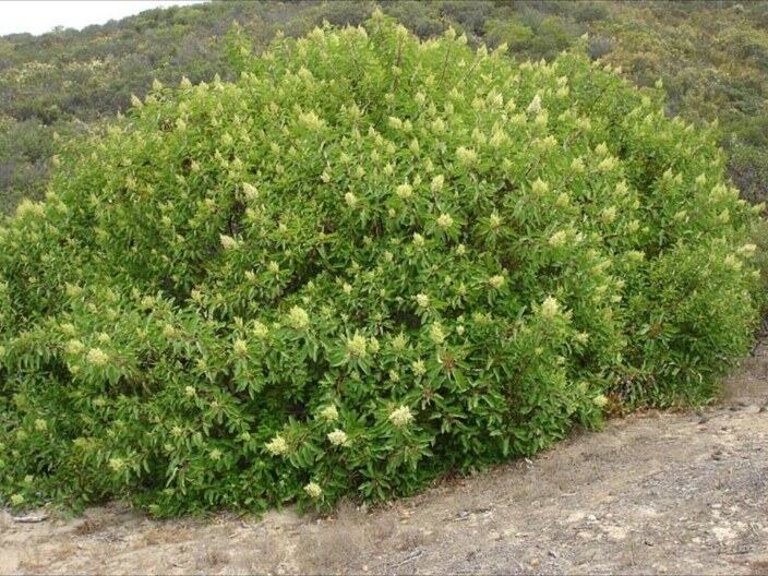 Laurel Sumac reference photograph