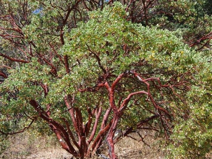 Manzanita reference photograph