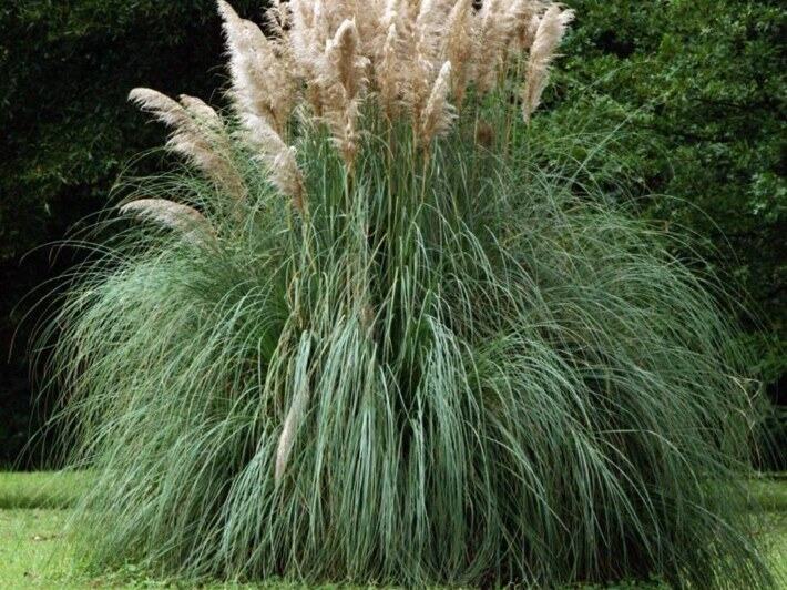 Pampas Grass reference photograph