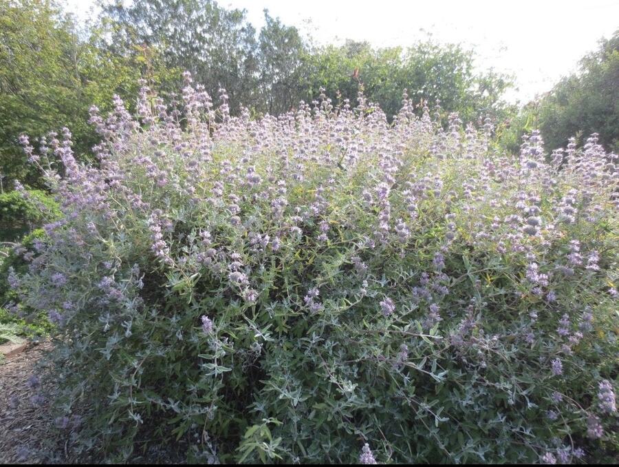 Purple Sage reference photograph