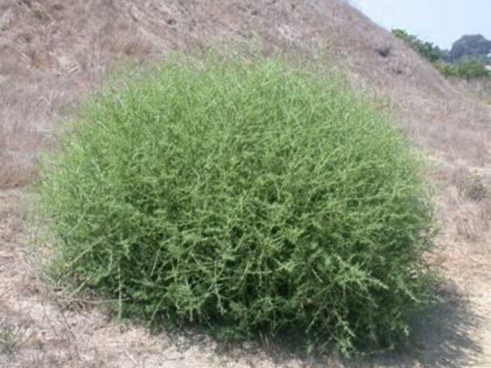 Russian Thistle reference photograph