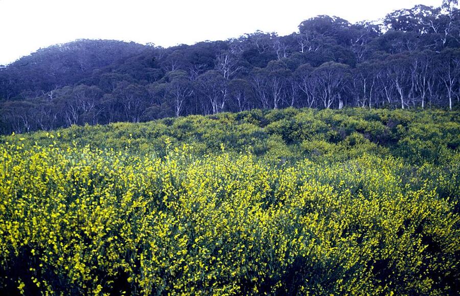 Scotch Broom reference photograph