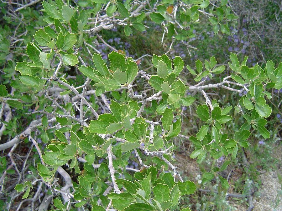 Scrub Oak reference photograph