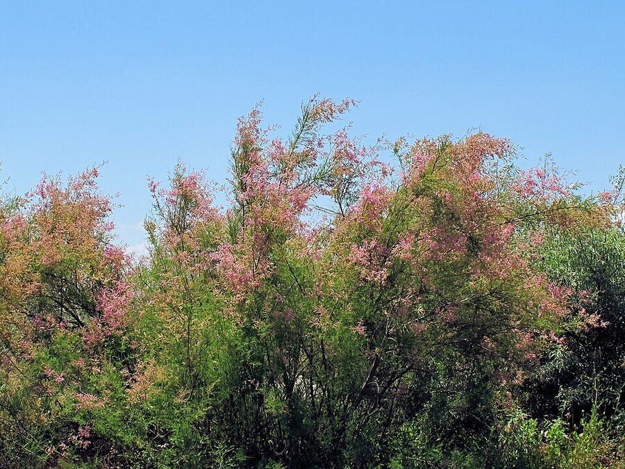 Tamarisk / Salt Cedar reference photograph