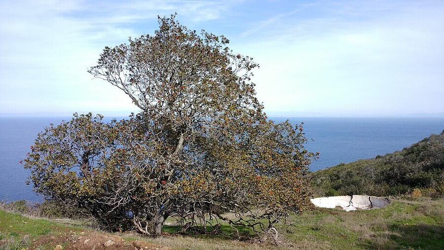 Toyon reference photograph