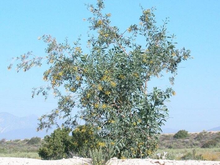 Tree Tobacco reference photograph