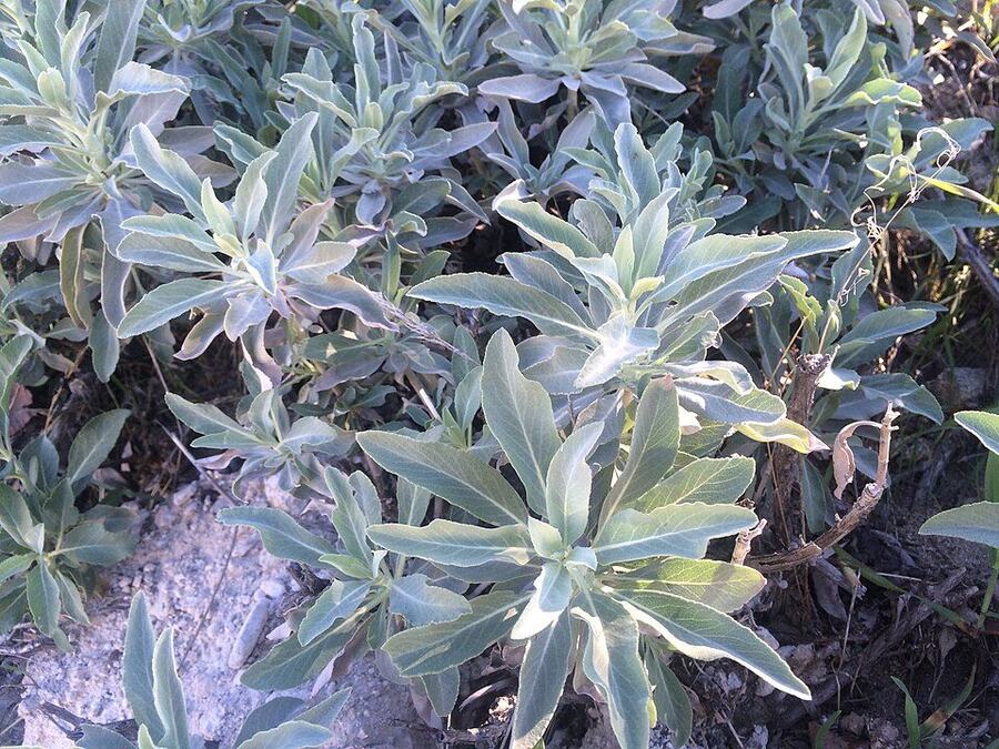 White Sage reference photograph