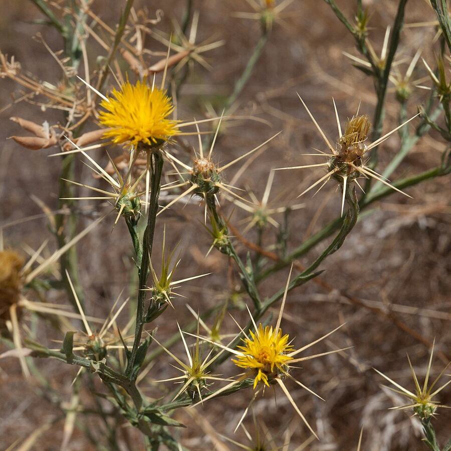 Yellow Star-Thistle reference photograph
