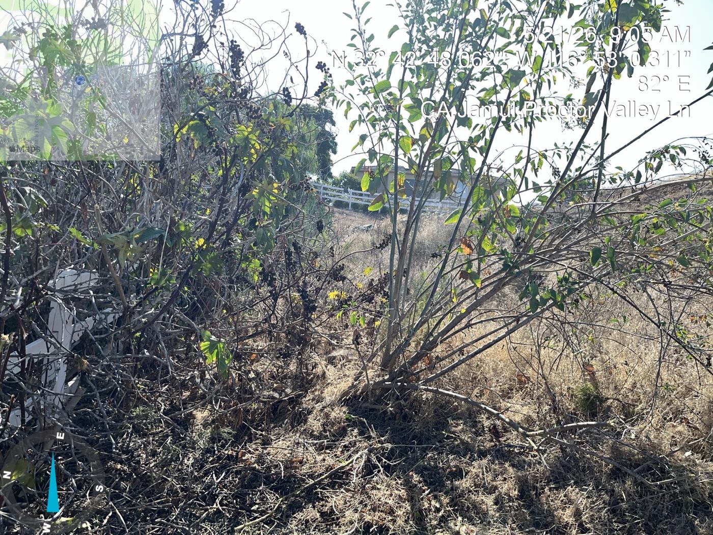 Fence line before vegetation work