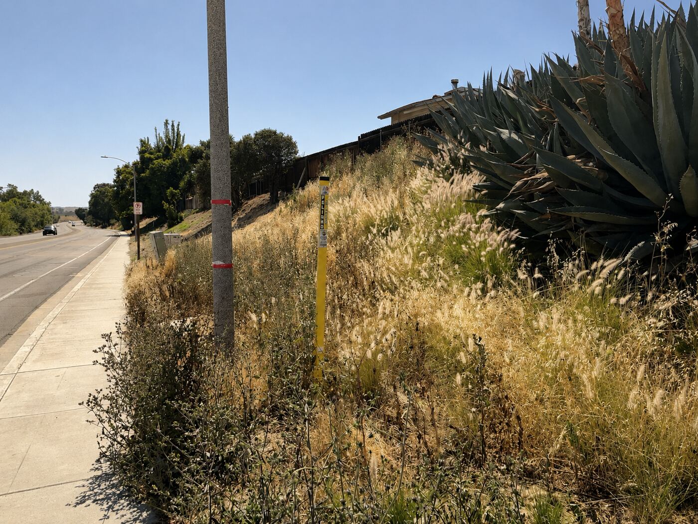Tall dry grass and weeds along a Southern California roadside before weed abatement